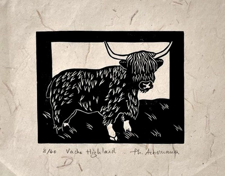 Gravure figuratif petit format noir VACHE HIGHLAND – PHILIPPE ACHERMANN – 18 × 24 cm