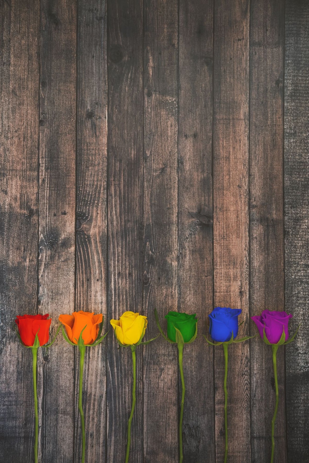 Photographie figuratif petit format Rainbow Roses – AURELIE SARRAMON – 24 × 36 cm