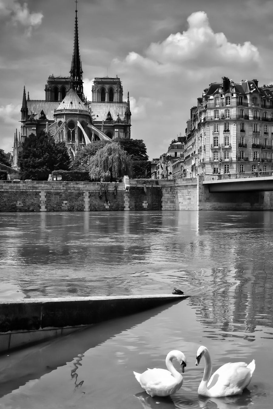 Photographie figuratif petit format blanc et noir BONS CYGNES – DOV ADJEDJ – 36 × 24 cm