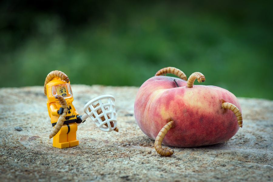 Photographie figuratif petit format WORMS – SAMSOFY – 24 × 36 cm