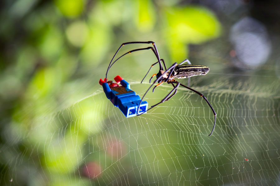Photographie graphique petit format SPIDER – SAMSOFY – 24 × 36 cm